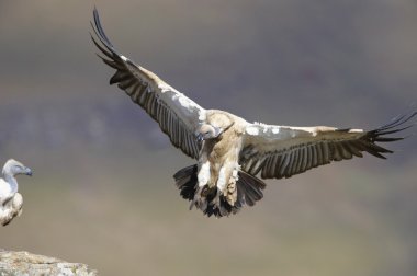 The Cape Griffon or Cape Vulture clipart