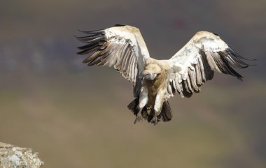 cape griffon veya cape akbaba