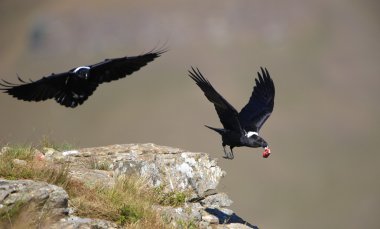 White-necked Ravens clipart