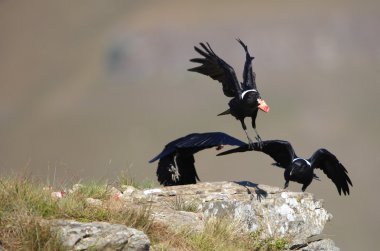 White-necked Ravens clipart