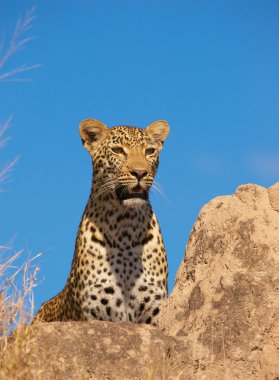 Leopar kayanın üzerinde dinleniyor.