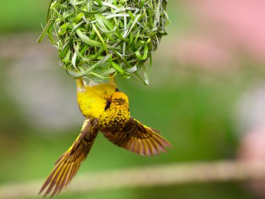 Köy Weaver (benekli destekli)