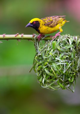 Köy Weaver (benekli destekli)