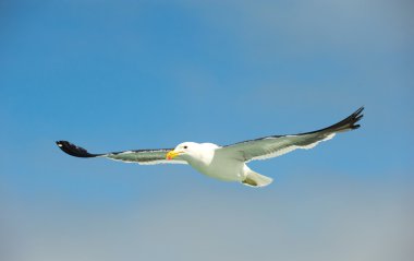 Cape (Kelp) Gull in flight clipart