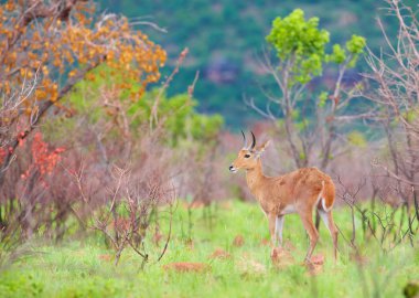 Tek Reedbuck (Redunca arundinum)