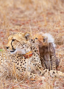 Cheetah (Acinonyx jubatus) cub clipart