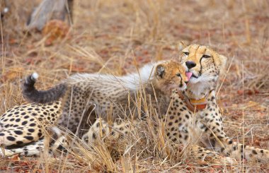 Çita (Acinonyx jubatus) yavrusu