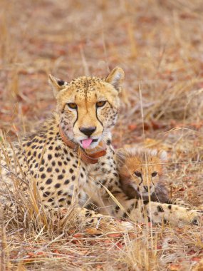 Çita (Acinonyx jubatus) yavruları