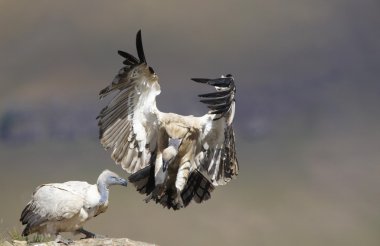 cape griffon veya cape akbaba