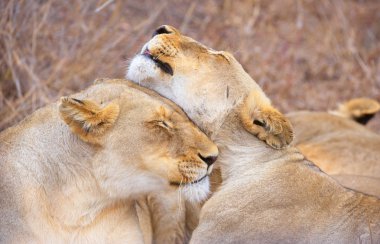 İki lionesses (panthera leo)