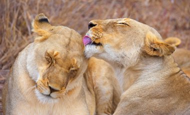 İki lionesses (panthera leo)