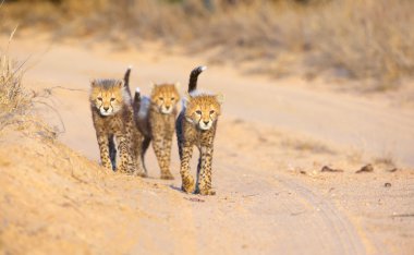 Çita (Acinonyx jubatus) yavruları