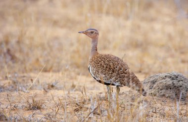 Kara karınlı damla (Eupodotis melanogaster)