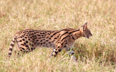 African Serval (Leptailurus serval) clipart