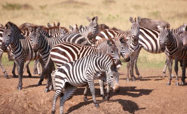 Herd of zebras (African Equids) clipart