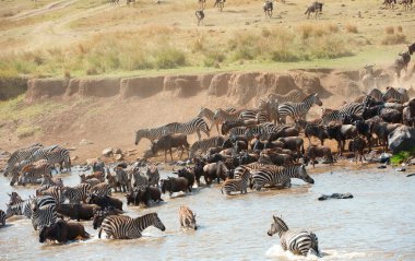 Zebralar (Afrika Equids) ve mavi Wildebeest (Connochaete sürüsü