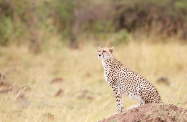 Savannah içinde oturarak çita (Acinonyx jubatus)