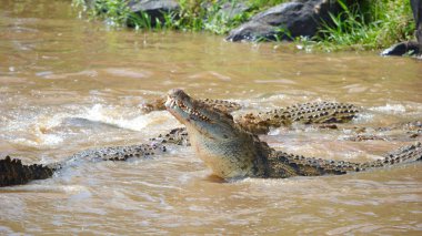 Timsahlar (Crocodylus niloticus)