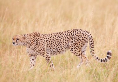 Çita (Acinonyx jubatus) Savannah