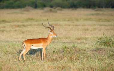 Tek kırmızı Impala