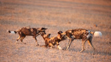 Üç Afrikalı Vahşi köpekler (Lycaon pictus)