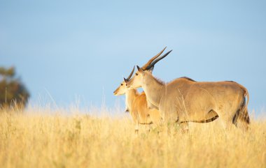 İki Eland (Taurotragus Afrika antilobu)