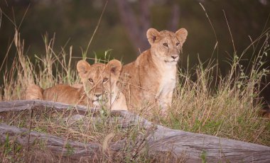 Aslan yavruları (panthera leo) yakın çekim