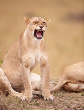 Aslan (panthera leo) yakın çekim