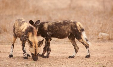 Afrika Vahşi köpekler (Lycaon pictus birkaç)