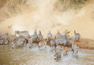 Herd of zebras (African Equids) clipart