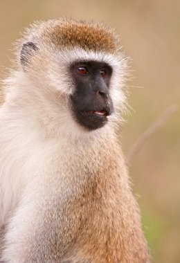 Kara yüzlü vervet maymun (Chlorocebus pygerythrus)