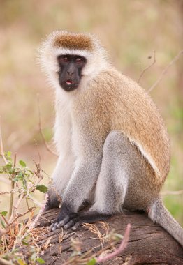 Kara yüzlü vervet maymun (Chlorocebus pygerythrus)