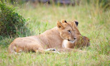 İki aslan yavruları (panthera leo) Savannah