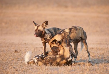 Afrika Vahşi köpekler (Lycaon pictus)