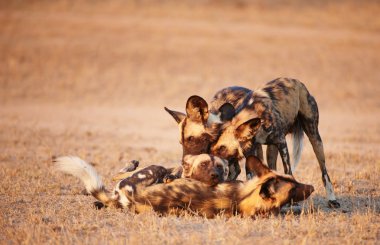 African Wild Dogs (Lycaon pictus) clipart