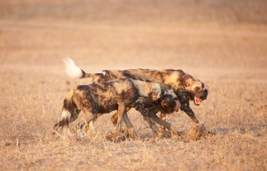 Afrikalı vahşi köpek (Lycaon pictus)