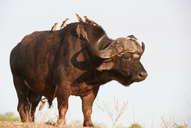 Buffalo (Syncerus caffer) in the wild clipart