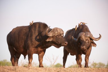 Buffalos (Syncerus caffer) in the wild clipart