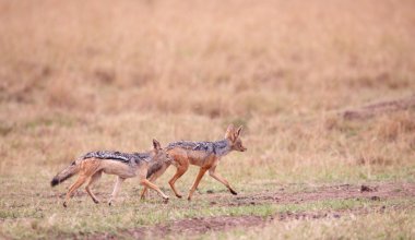 Two Black-backed Jackals (Canis mesomelas) clipart