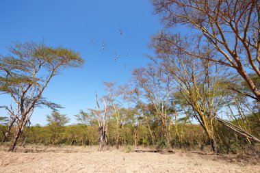 Güney Afrika'da sakin manzara