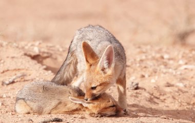 Alert Black-backed Jackal (Canis mesomelas) clipart