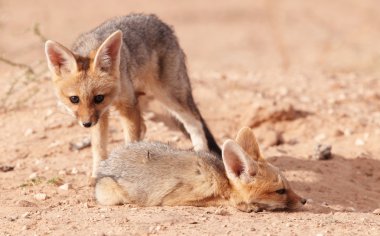 Uyarı kara sırtlı çakal (Canis mesomelas)