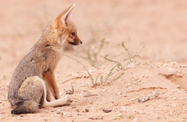 Alert Black-backed Jackal (Canis mesomelas) clipart