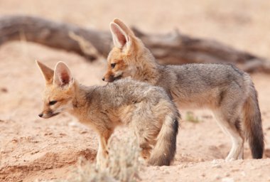 Alert Black-backed Jackal (Canis mesomelas) clipart