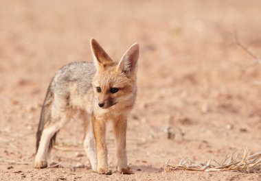 Uyarı kara sırtlı çakal (Canis mesomelas)