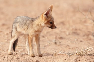 Uyarı kara sırtlı çakal (Canis mesomelas)