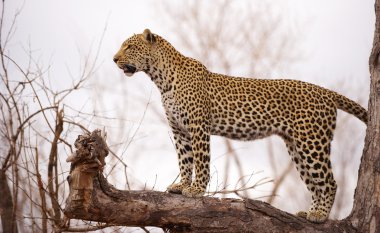 leopar duran ağaç üzerinde