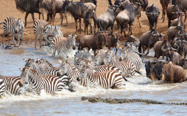 Herd of zebras (African Equids) and Blue Wildebeest (Connochaete clipart