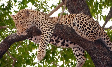 Leopard sleeping on the tree