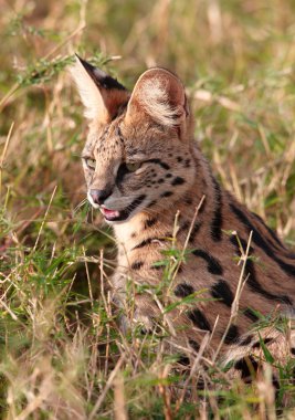 Afrika Serval (Leptailurus serval)